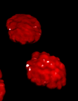 Red textured rounded cluster with white highlights on black background