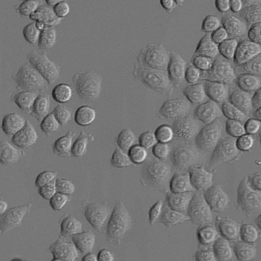 Three-panel microscopy: grayscale cells, purple semantic segmentation, and colorful instance segmentation masks