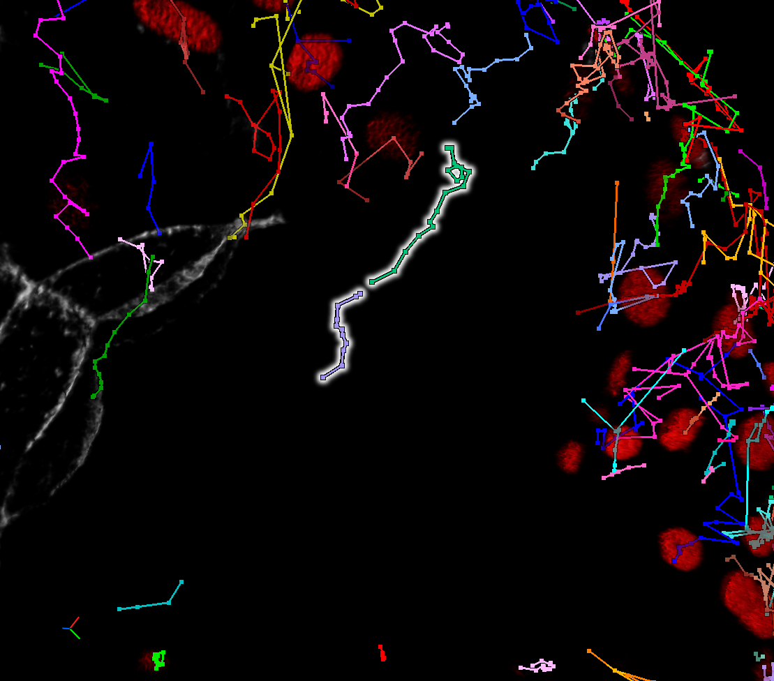 Black microscopy view with multicolored track lines, red circular spots, and two central tracks outlined in white.