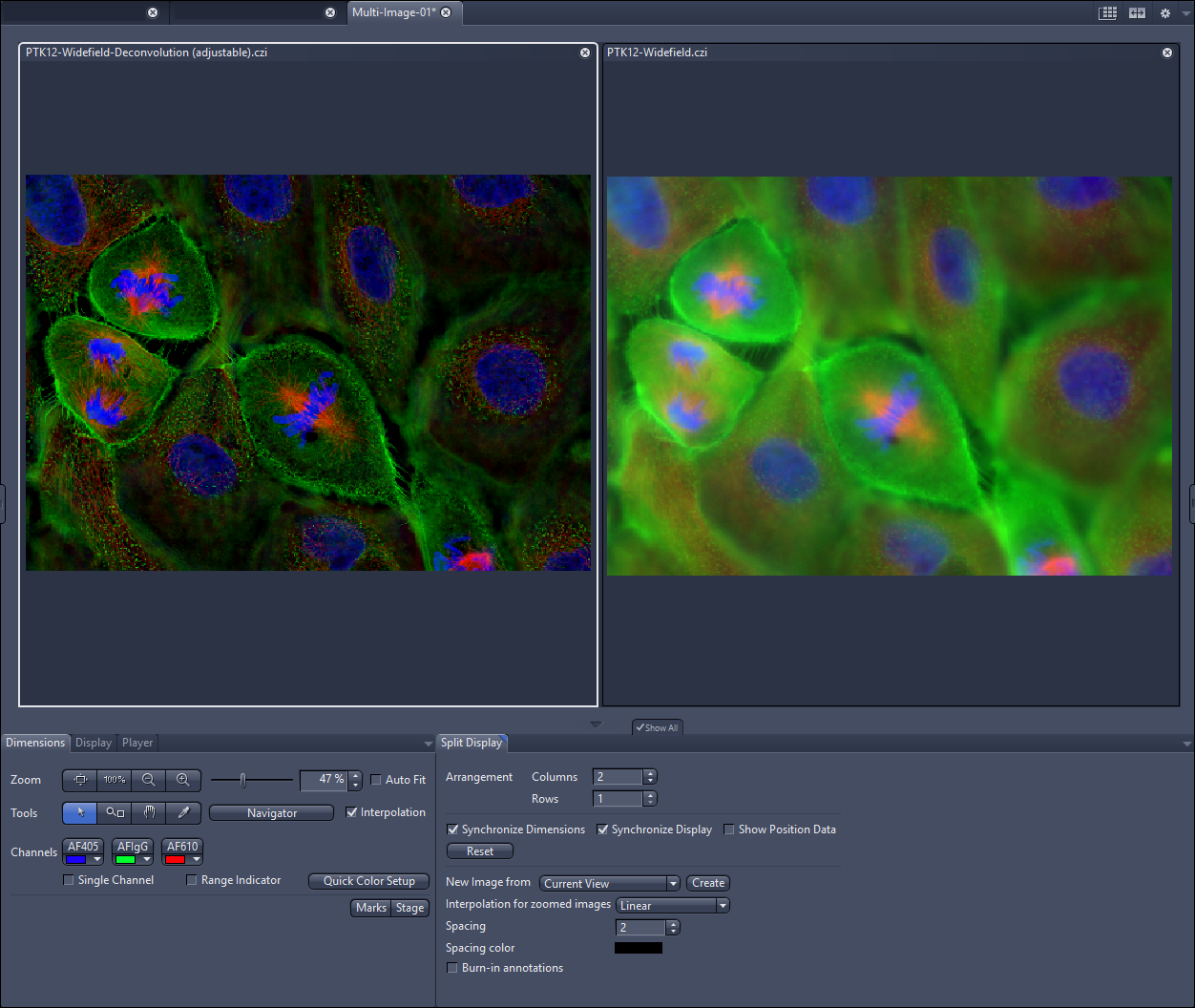 Side-by-side PTK12 images titled PTK12-Widefield-Deconvolution and PTK12-Widefield, green blue red fluorescence