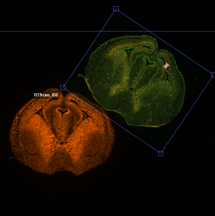 Overlaid green and orange fluorescent brain slices, blue rotated rectangle with handles, red marker, label DTScan_ID2