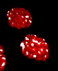 Two red textured rounded clusters with white highlights on black background