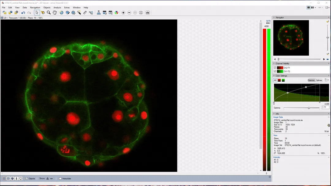 Arivis Vision4D 2D Viewer titled 070214_ventral flat round movie.sis showing a round green network with red circular spots and side panels