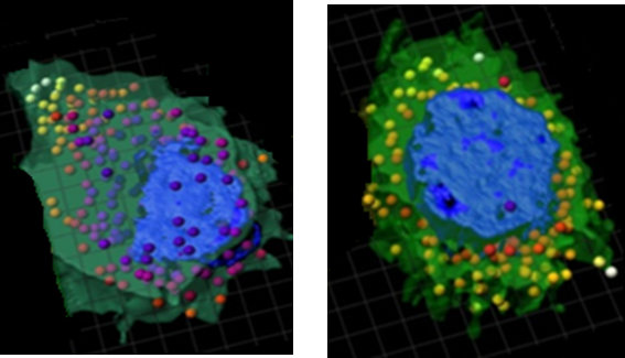Two 3D-rendered cells with blue nuclei, green cytoplasm and colored vesicle spheres on a grid background