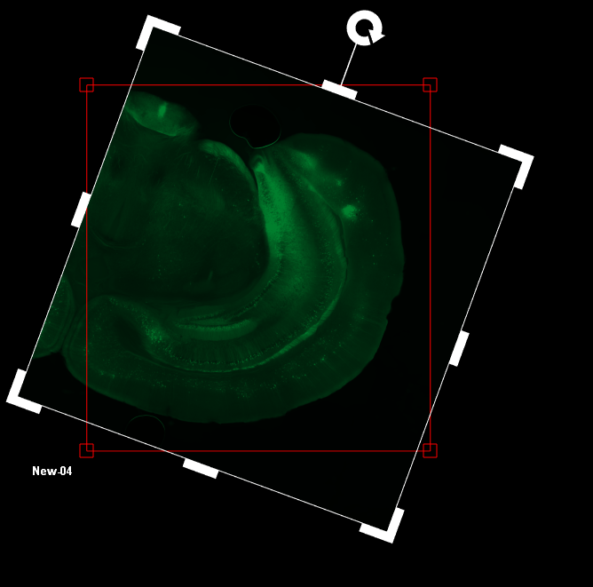 Green fluorescent tissue section inside rotated square overlay with white corner handles, red bounding box and label New.04