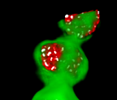 Green 3D object on black background with red textured highlighted regions and small white spots