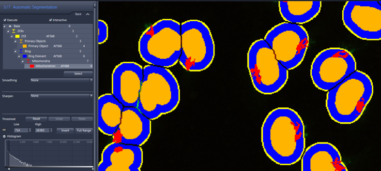 Segmented cells with orange centers, blue inner and yellow outer rings and red mitochondria; left Automatic Segmentation