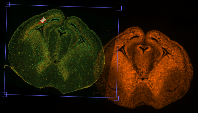 Larger green fluorescent tissue cross-section left with tilted blue alignment box; orange fluorescent cross-section at right