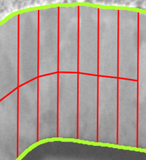 Close-up grayscale layer cross-section with green overlay borders, red vertical measurement chords and a red curved midline