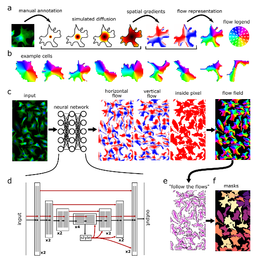 Diagram: annotation to flow representation and example cells; neural network maps input to flow fields that produce masks.