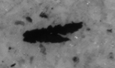 Dark black metallic particle on gray filter membrane, Pol-90 channel