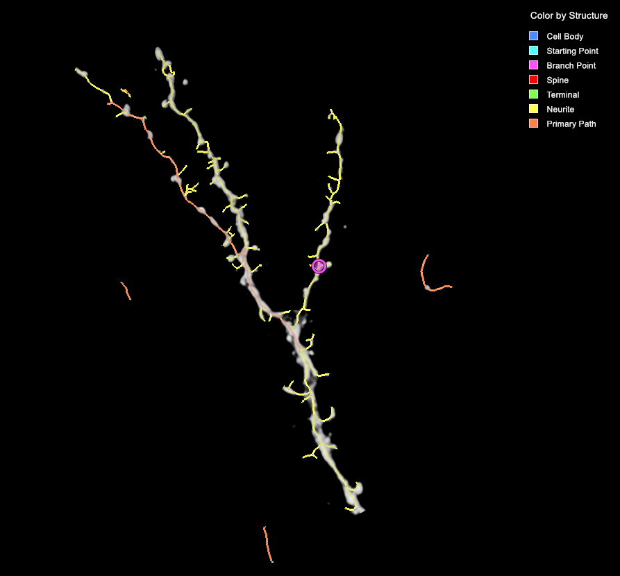 Y-shaped white branches with yellow neurite markers, magenta branch-point marker, orange segments and legend on black background