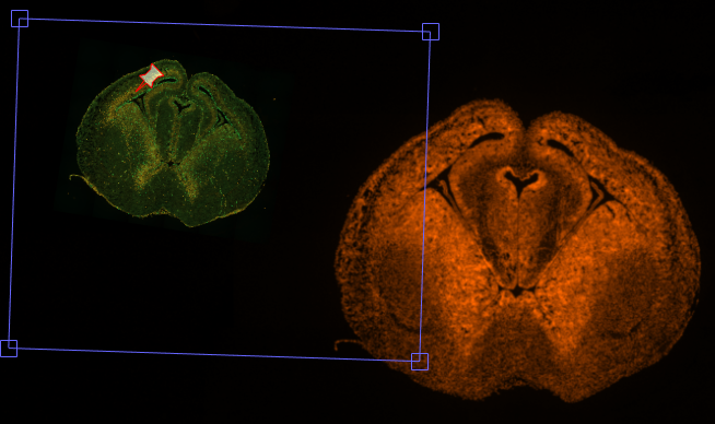 Green fluorescent tissue cross-section left inside tilted blue box with red pin; orange fluorescent cross-section at right