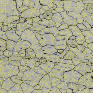 Grayscale image of a dense polygonal network with small regions highlighted by yellow outlines