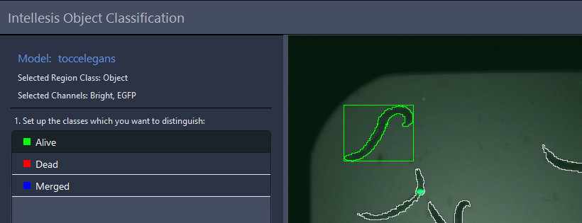 Intellesis Object Classification showing model toccelegans, channels Bright and EGFP, with a green box highlighting a worm