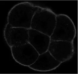 Cluster of faintly outlined rounded compartments on a black background