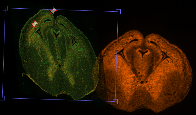 Green fluorescent tissue cross-section left with two red star pins and a tilted blue box; orange fluorescent cross-section at right