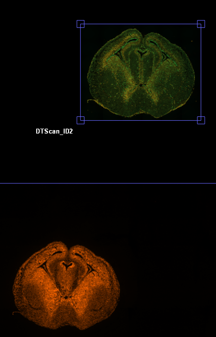 Green rotated fluorescent slice with blue handles and red marker over an orange fluorescent slice labeled DTScan_ID2