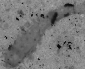 Elongated non-metallic particle on gray filter membrane, Pol-90 channel