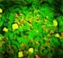 Green textured field with scattered yellow spots and darker uneven border shading