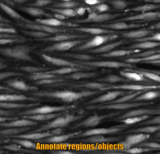 Grayscale image of parallel wavy dark and light elongated bands with orange text 'Annotate regions/objects' at bottom