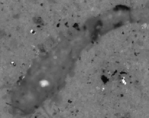 Elongated non-metallic particle on gray filter membrane, Pol-135 channel