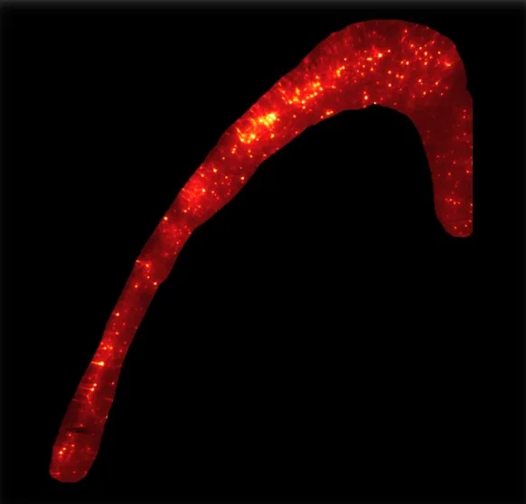 Curved red glowing elongated shape with scattered bright spots on black background