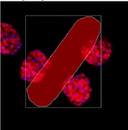 Red elongated rounded ROI inside a white rectangular selection over blue and red speckled circular spots