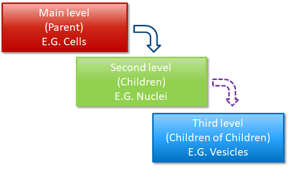 Hierarchy: Main level (Parent) E.G. Cells → Second level (Children) E.G. Nuclei → Third level E.G. Vesicles